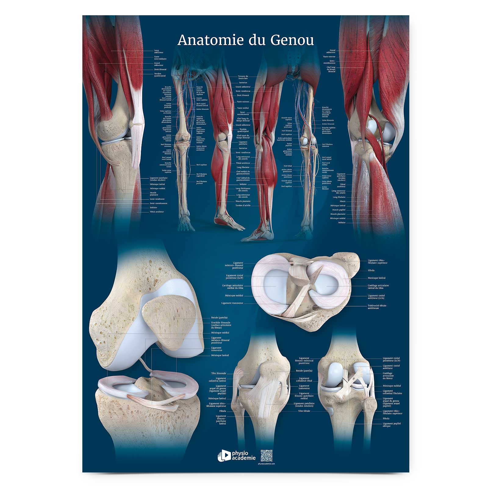 Anatomie du genou - Planche PVC 50 x 70 cm - Bleu