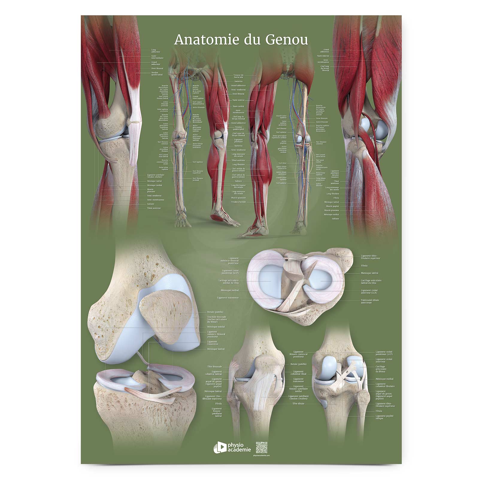 Anatomie du genou - Planche PVC 50 x 70 cm - Vert