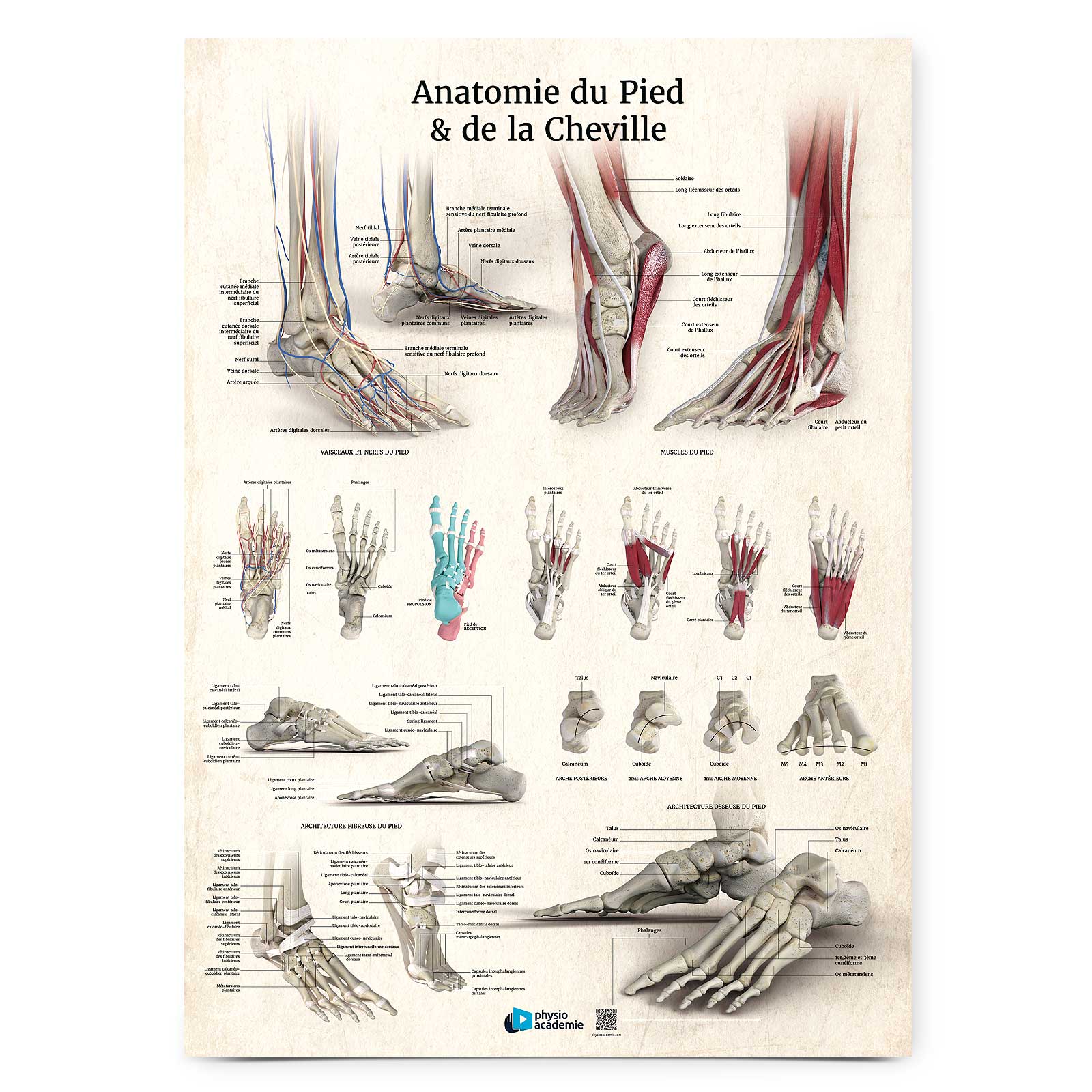 Anatomie du pied et de la cheville - Planche PVC 5 mm 50x70 cm - Beige