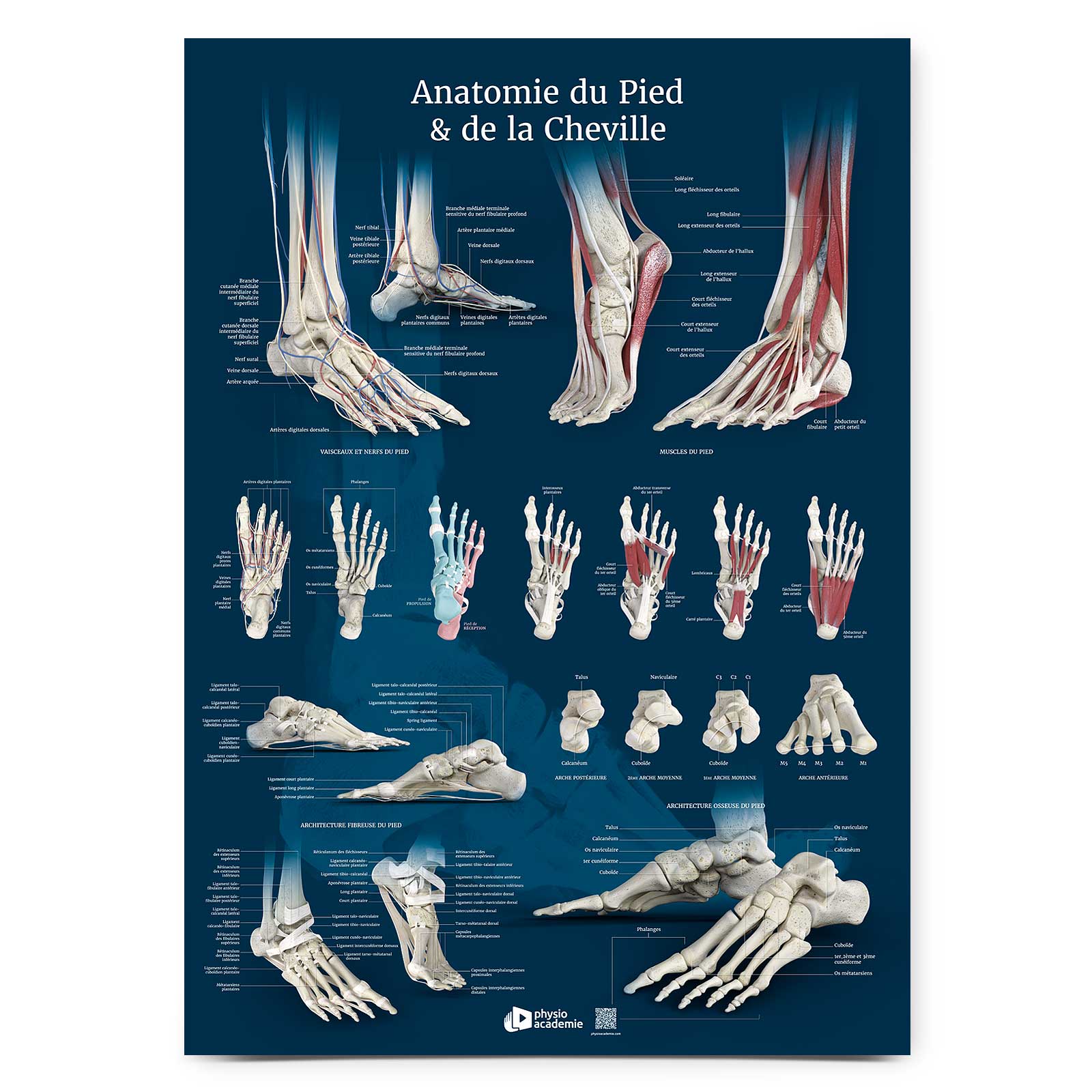 Anatomie du pied et de la cheville - Planche PVC 5 mm 50x70 cm - Bleu