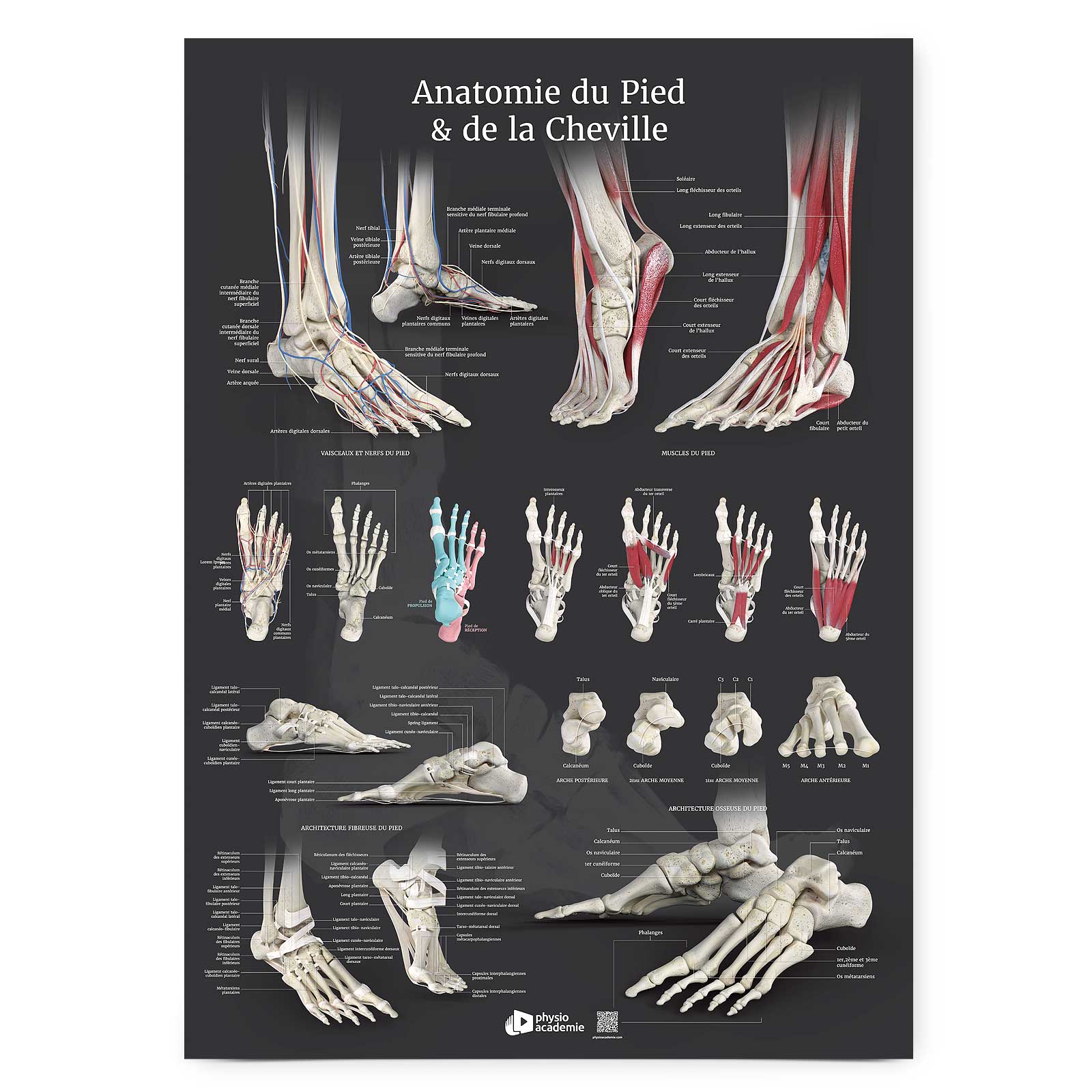 Anatomie du pied et de la cheville - Planche PVC 5 mm 50x70 cm - Gris anthracite
