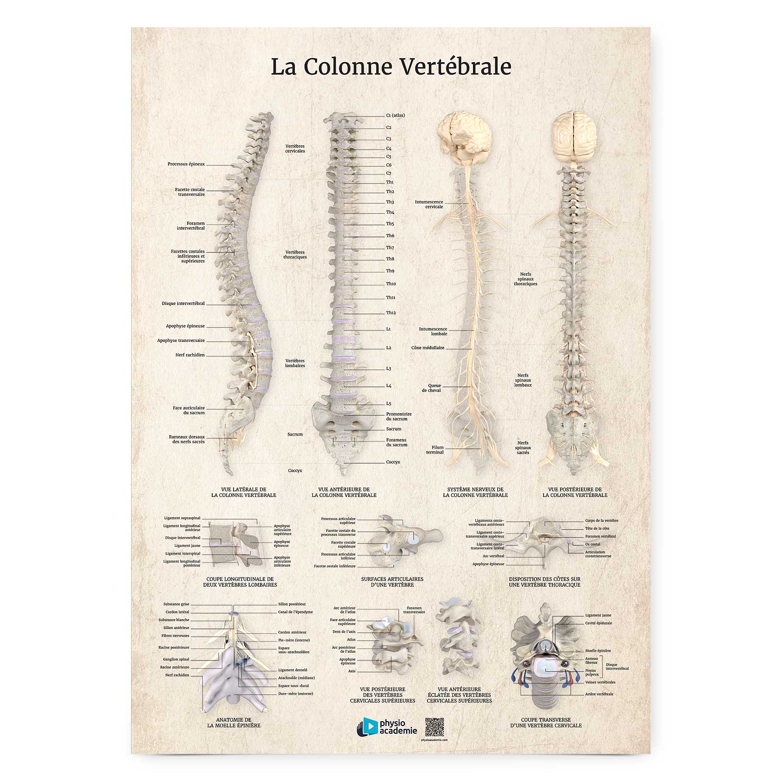 Colonne vertébrale - Planche PVC 5 mm 50x70 cm - Beige