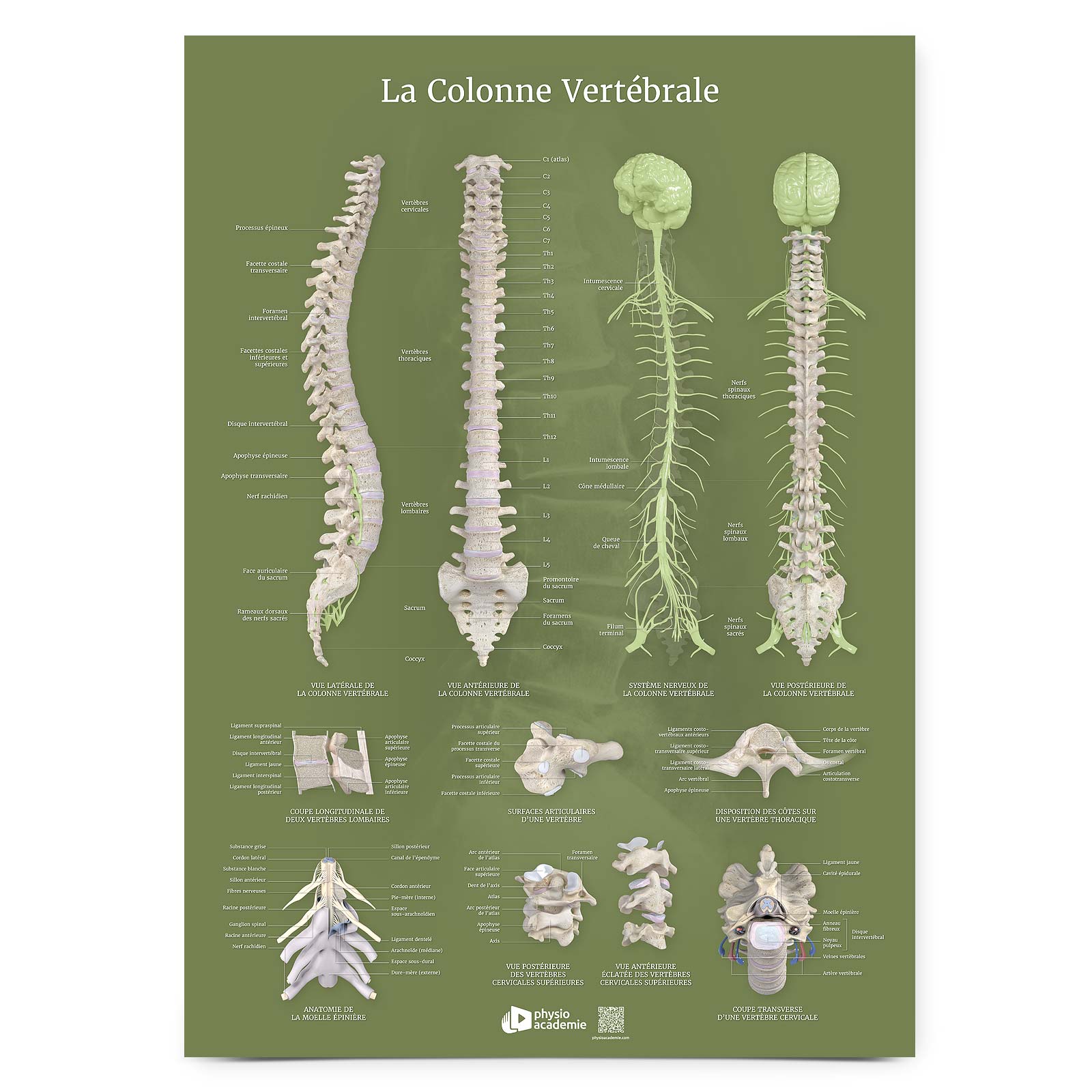 Colonne vertébrale - Planche PVC 5 mm 50x70 cm - Vert