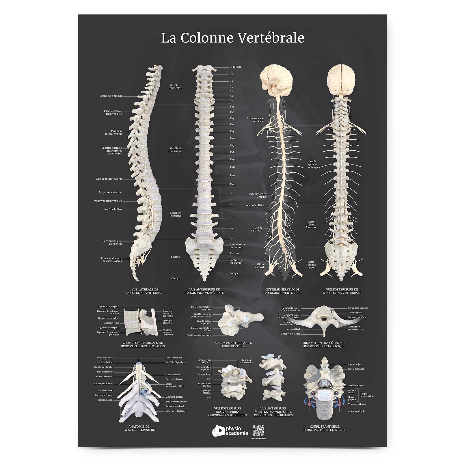 Colonne vertébrale - Planche PVC 5 mm 50x70 cm - Gris anthracite