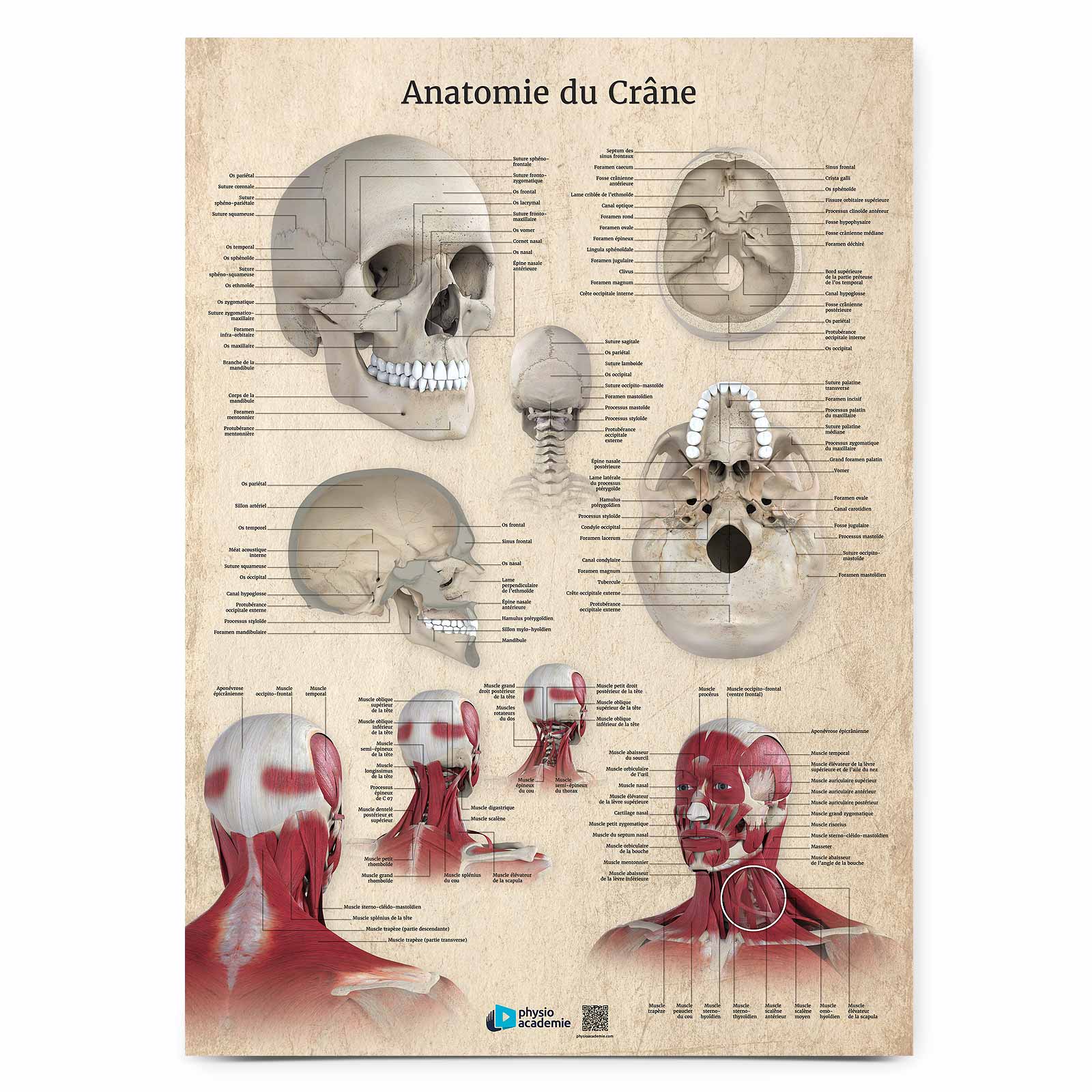 Anatomie du Crâne - Planche PVC 5 mm 50x70 cm - Beige