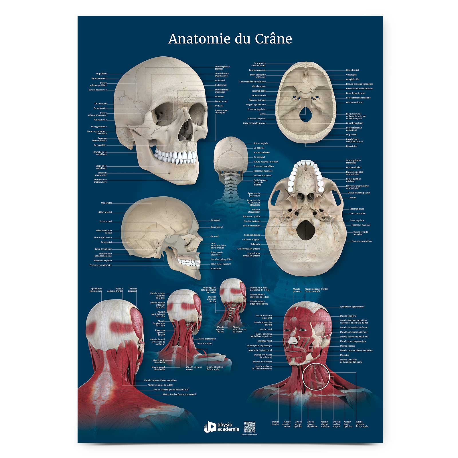 Anatomie du Crâne - Planche PVC 5 mm 50x70 cm - Bleu