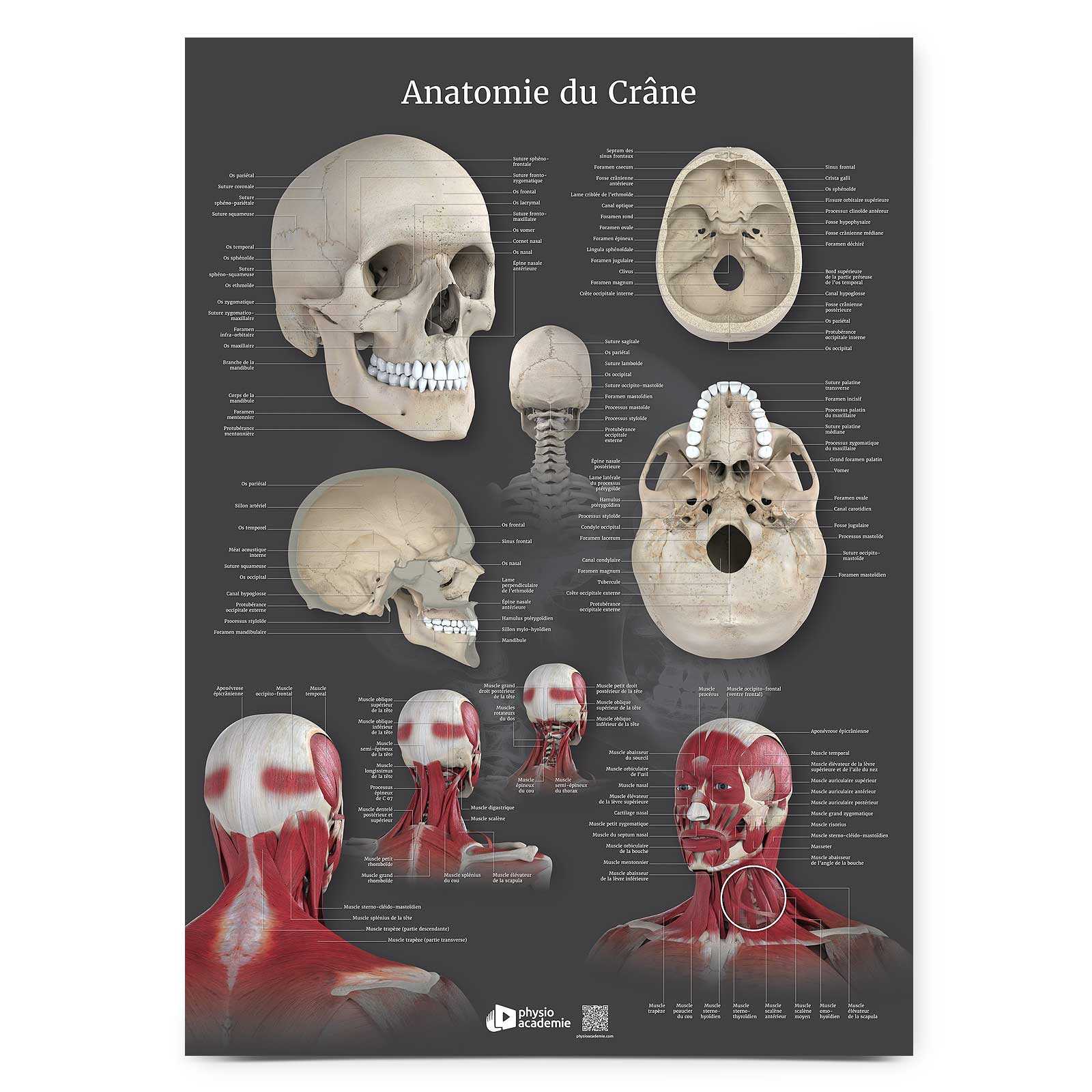 Anatomie du Crâne - Planche PVC 5 mm 50x70 cm - Gris anthracite