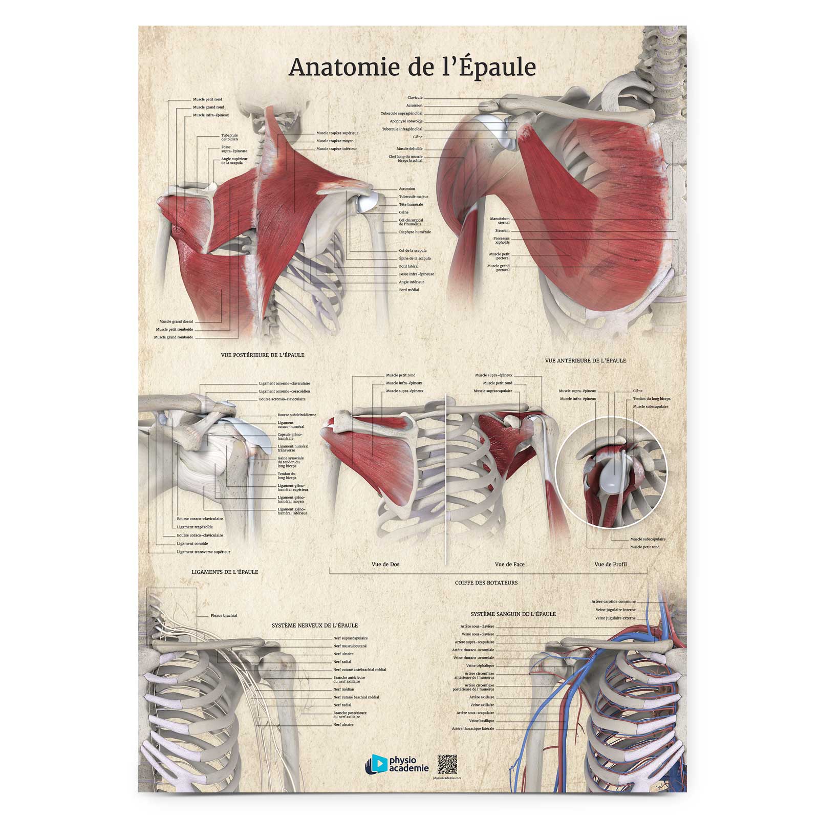 Anatomie de l'Épaule - Planche PVC 5 mm 50x70 cm - Beige