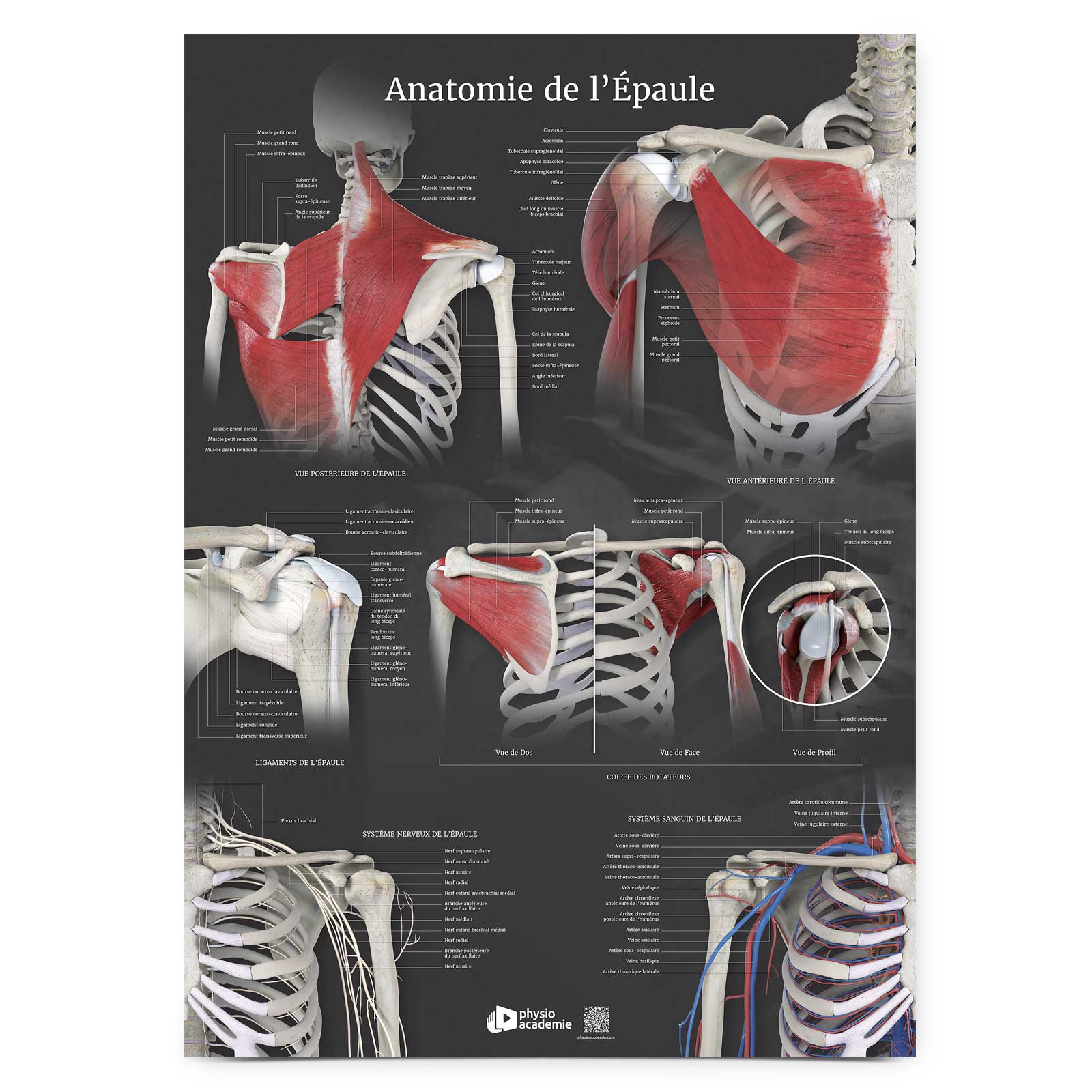 Anatomie de l'Épaule - Planche PVC 5 mm 50x70 cm - Gris anthracite