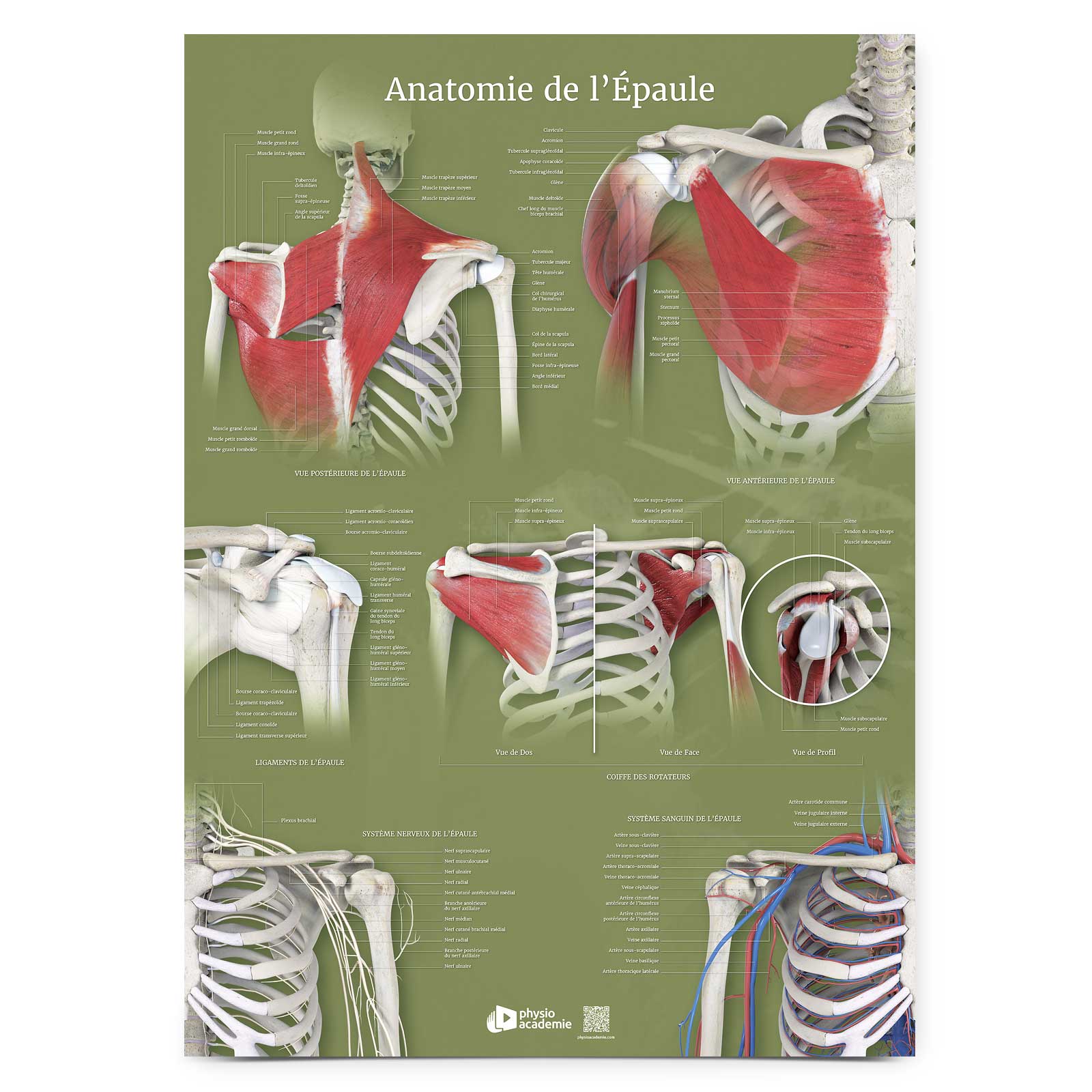 Anatomie de l'Épaule - Planche PVC 5 mm 50x70 cm - Vert