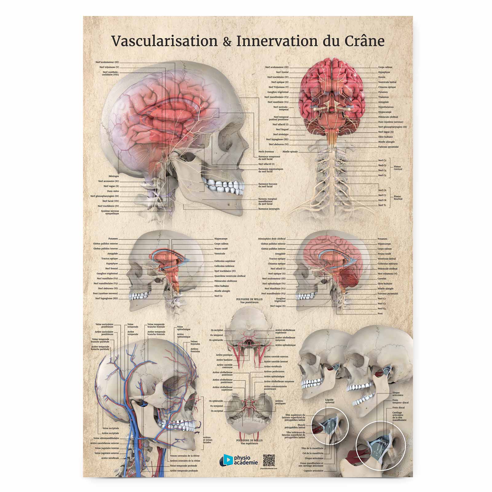 Vascularisation & Innervation du Crâne - Planche PVC 5 mm 50x70 cm - Beige