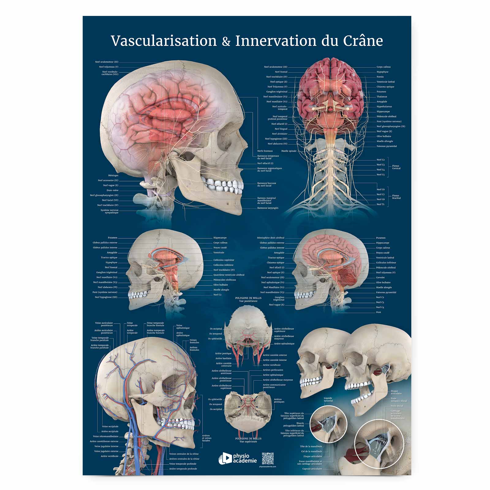 Vascularisation & Innervation du Crâne - Planche PVC 5 mm 50x70 cm - Bleu