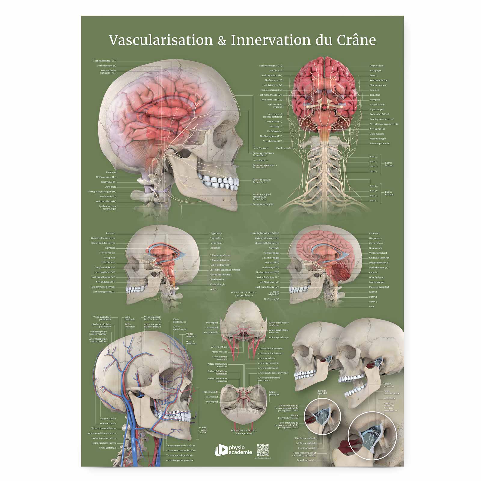 Vascularisation & Innervation du Crâne - Planche PVC 5 mm 50x70 cm - Vert